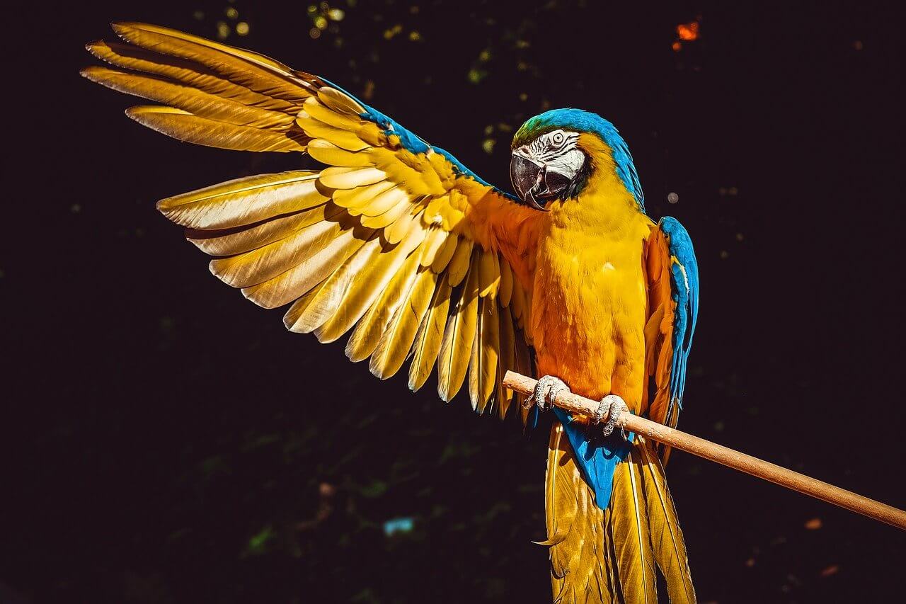 El Guacamayo: Información y características