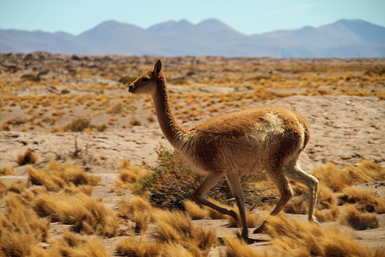 El Guanaco: Información y características