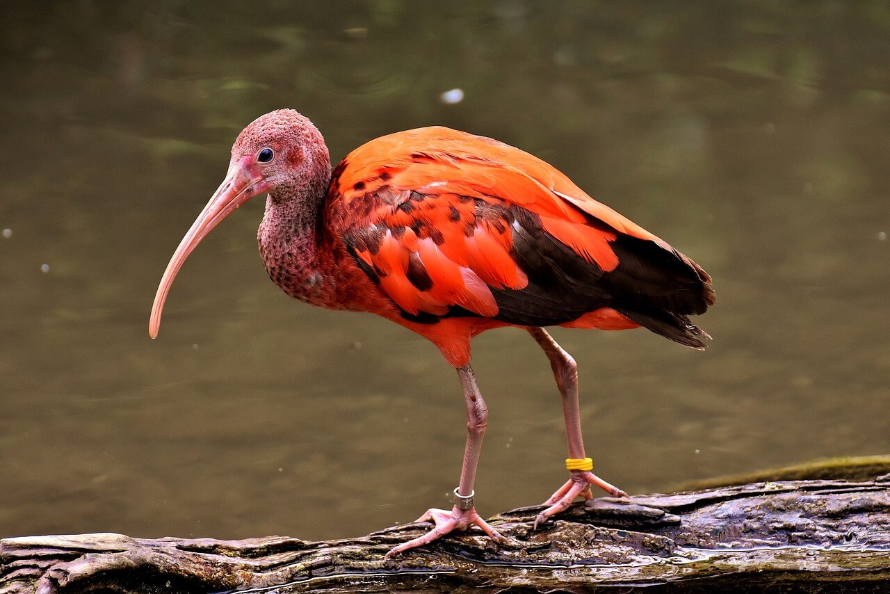 El Ibis: Información y características