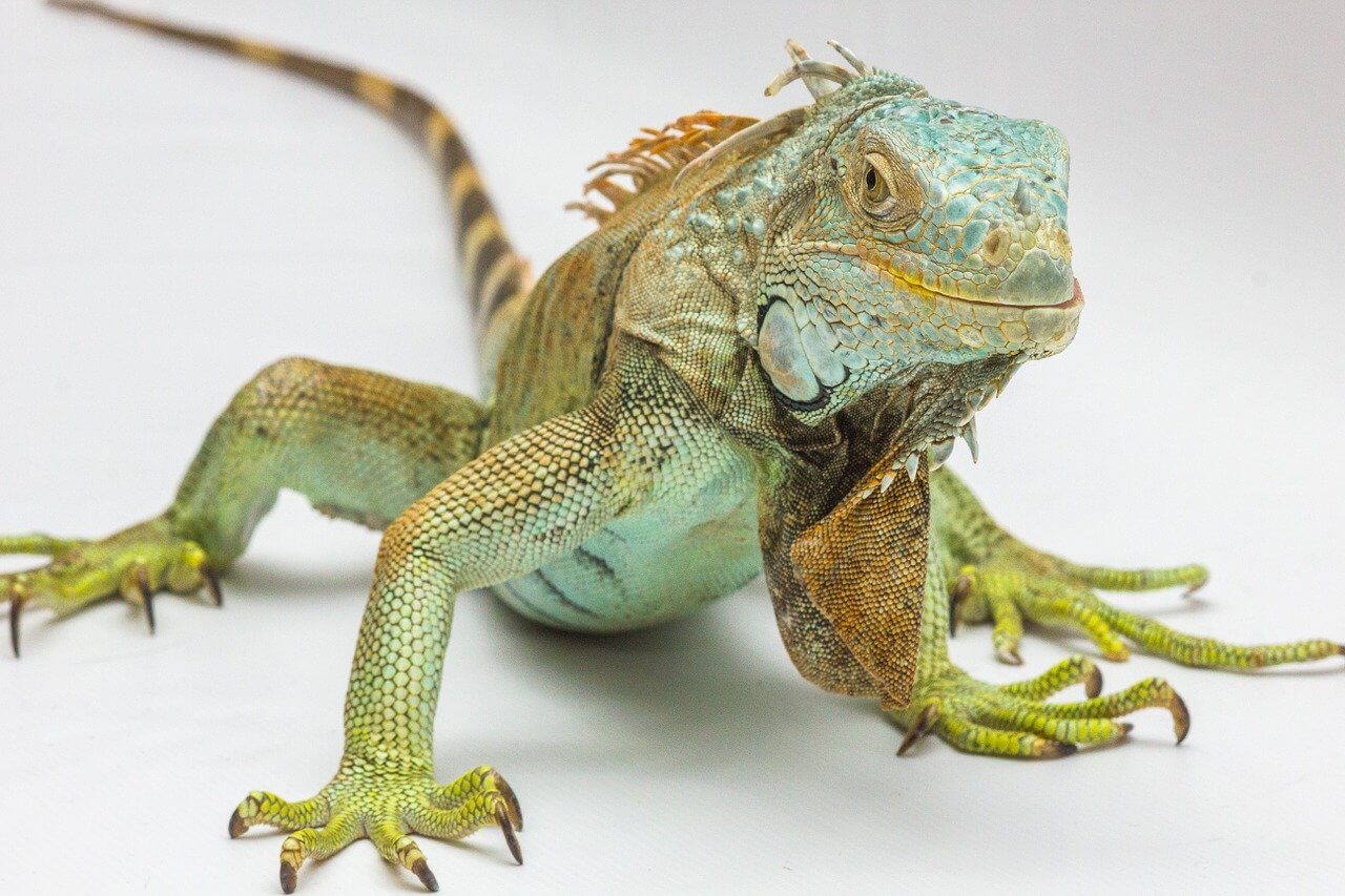 La Iguana: Información y características