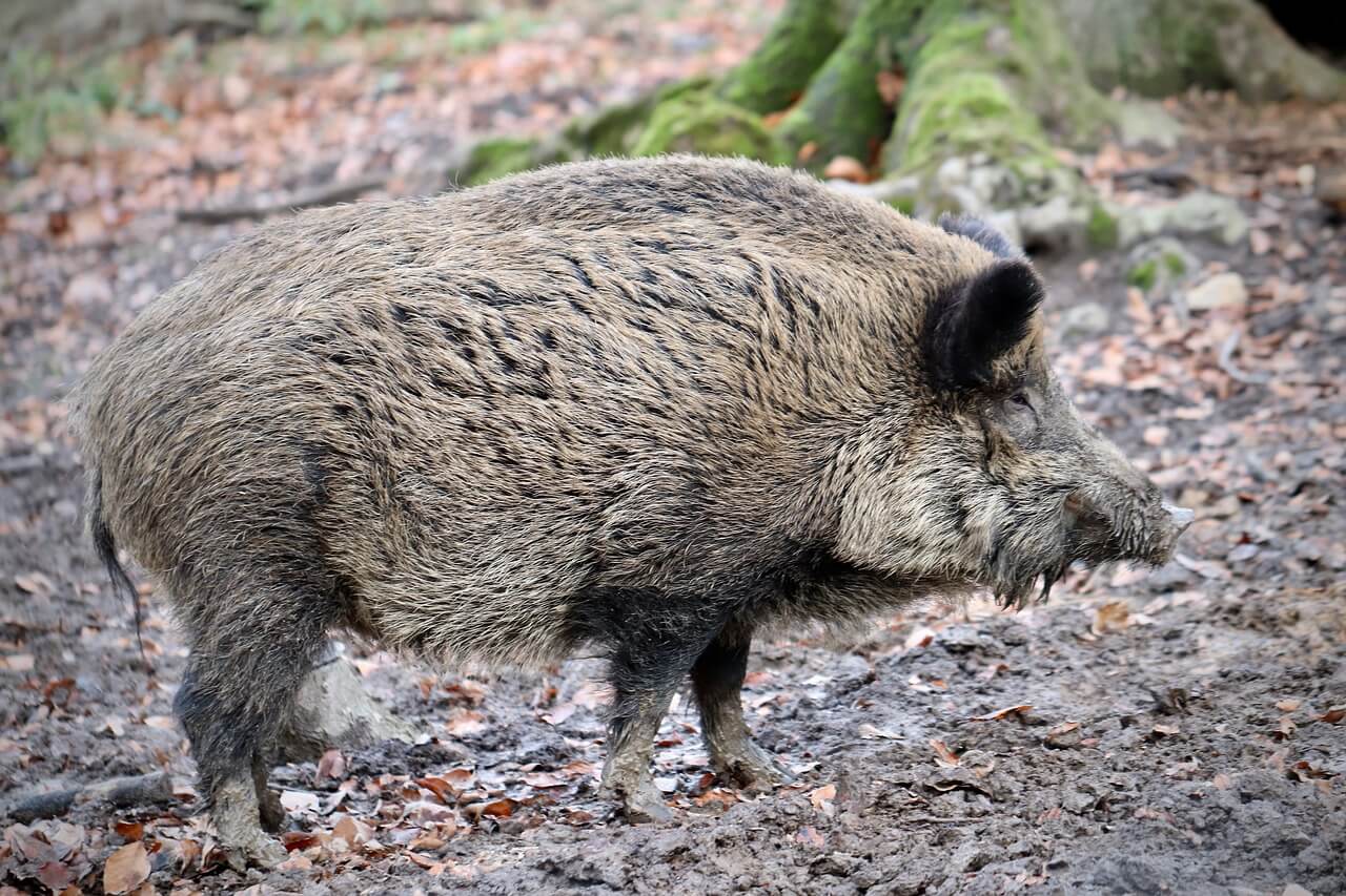 El Jabalí: Información y características