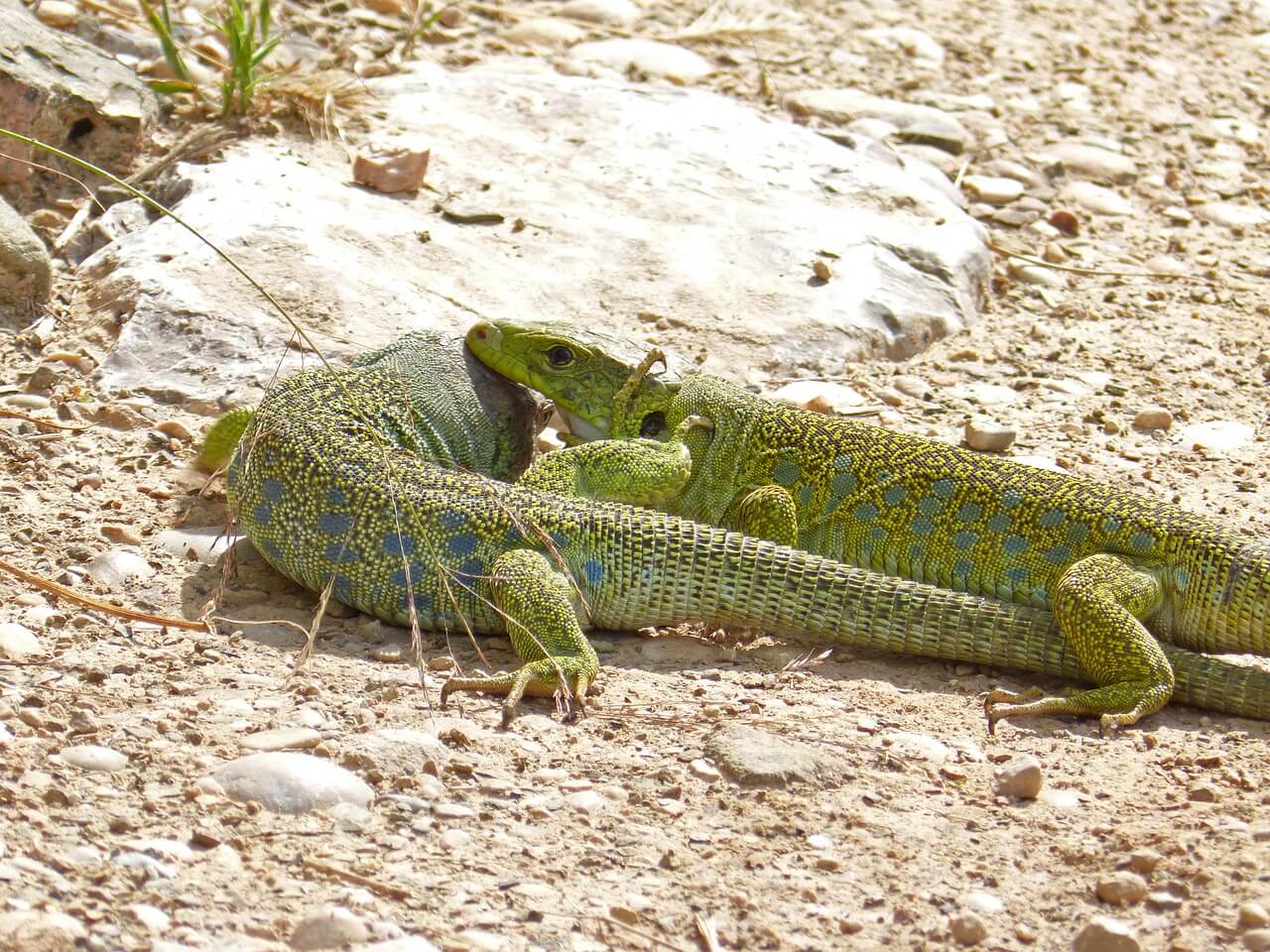El Lagarto ocelado: Información y características