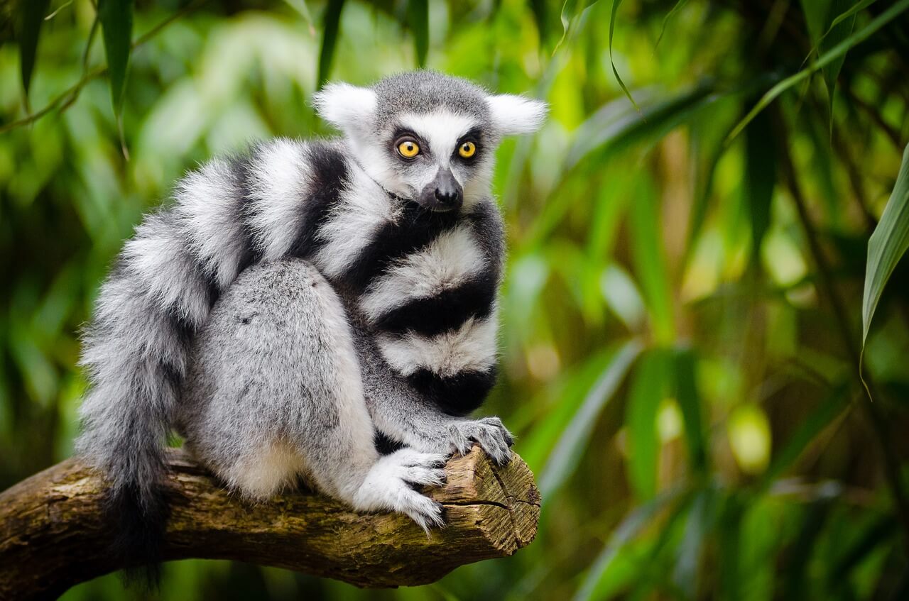El Lemur de cola anillada: Información y características