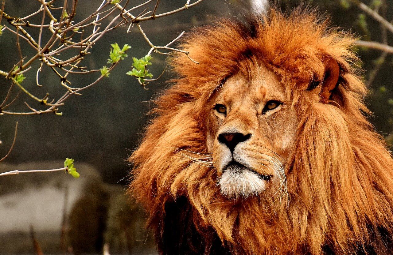 El León: Información y características