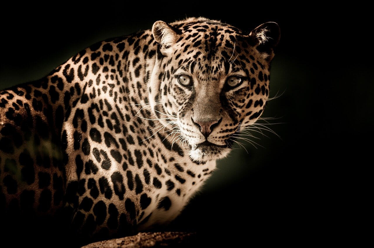 El Leopardo: Información y características