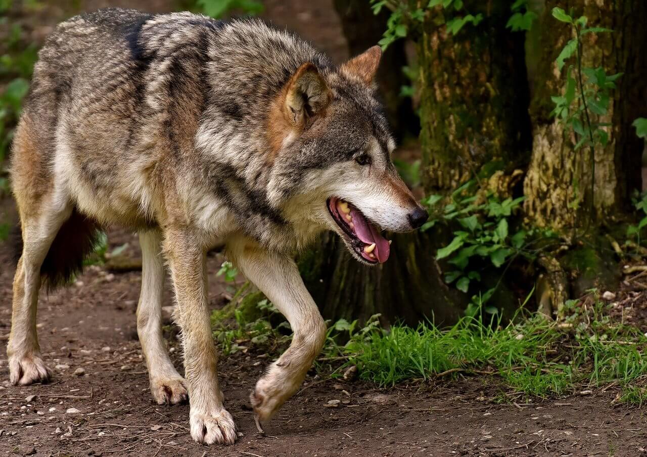 El Lobo: Información y características