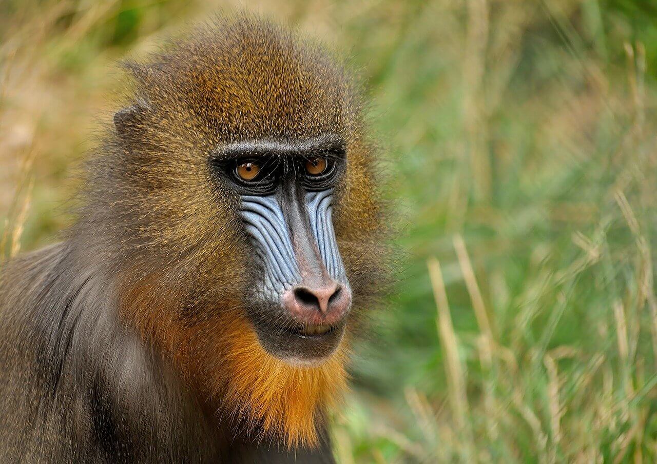 El Mandril: Información y características