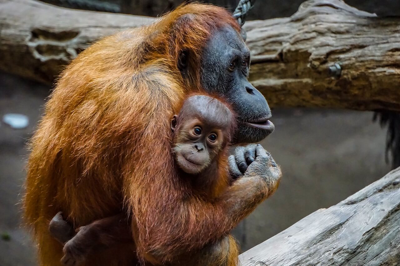 El Orangután: Información y características