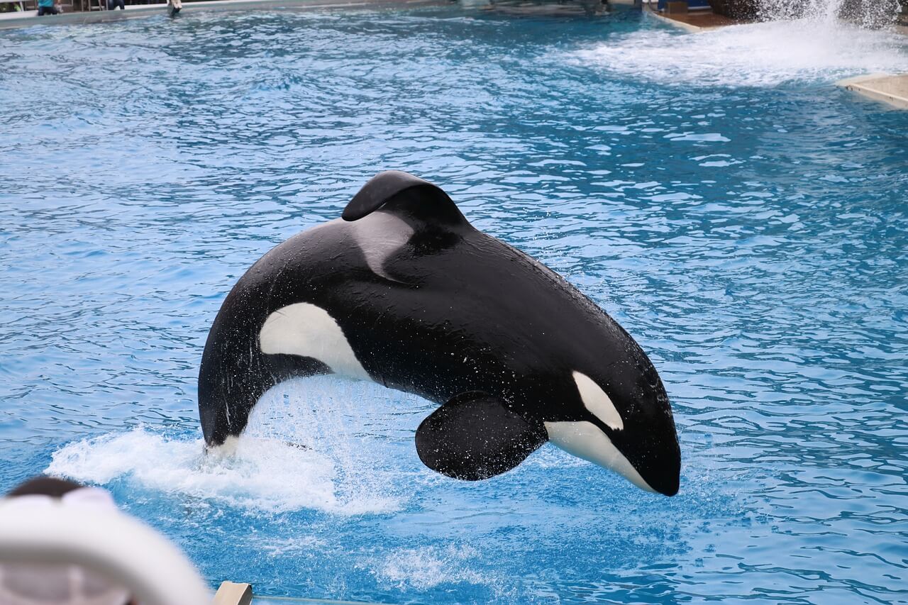 La Orca: Información y características