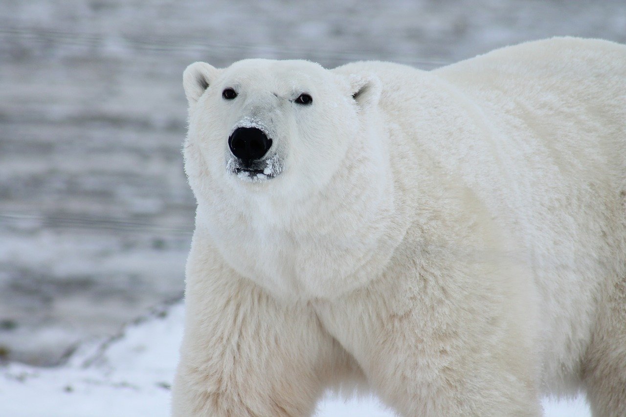 El Oso Polar: Información y características