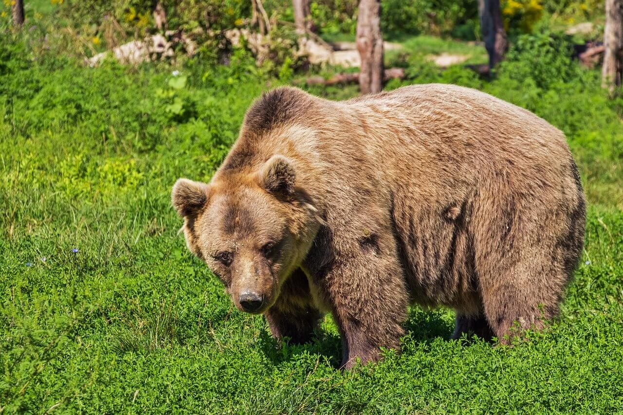 El Oso pardo: Información y características