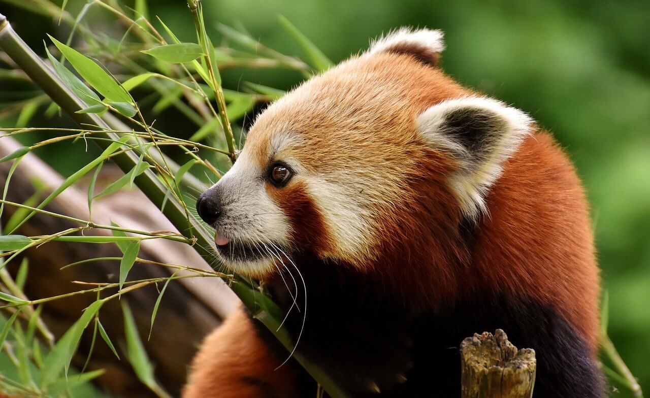 El Panda rojo: Información y características