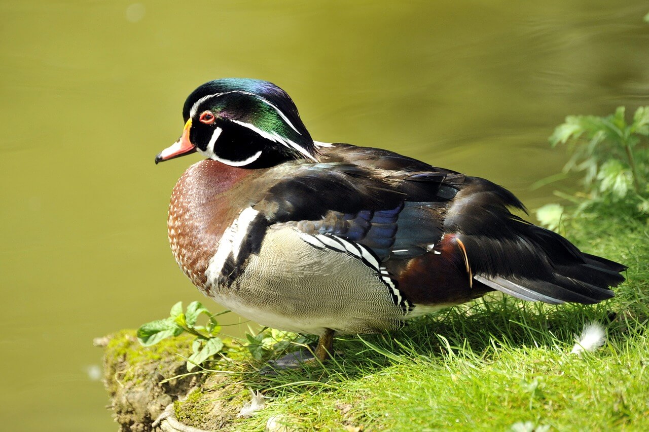 Pato de la Carolina