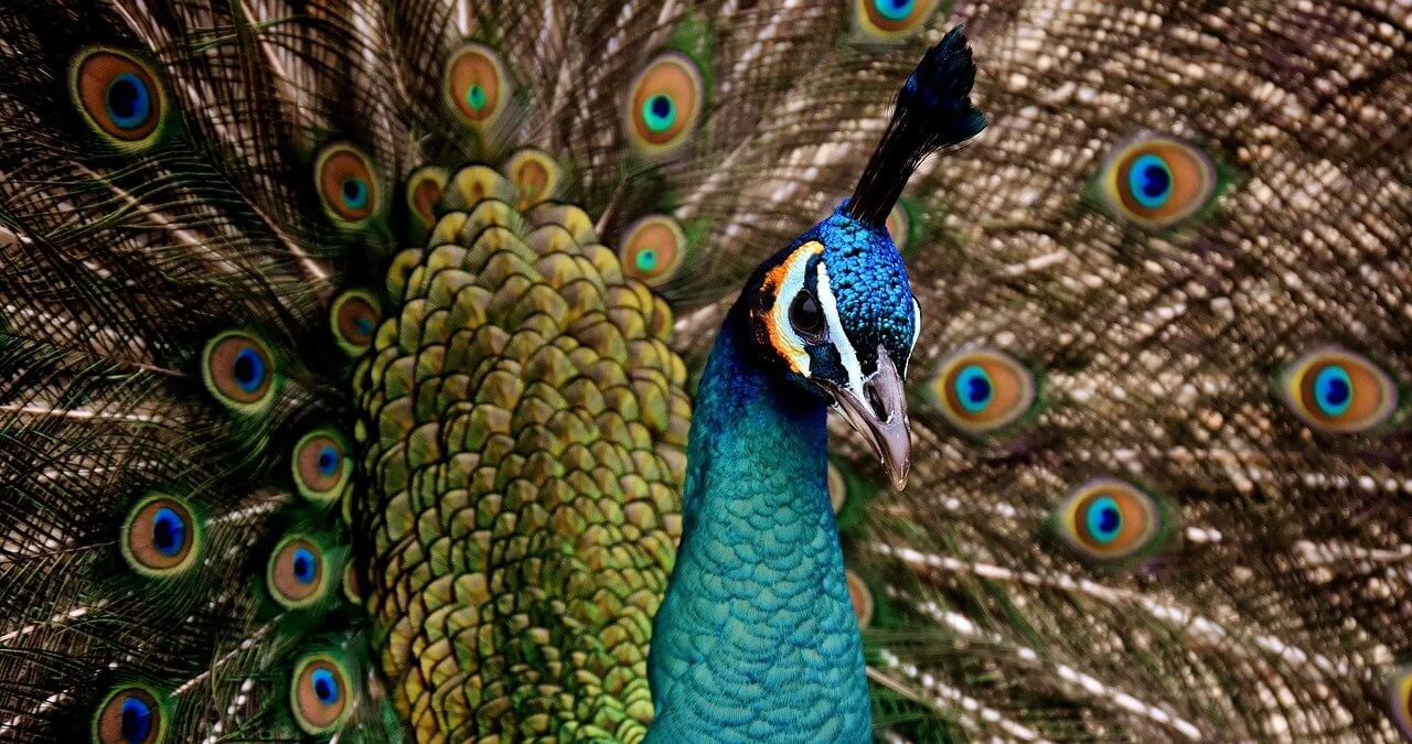 El Pavo real: Información y características