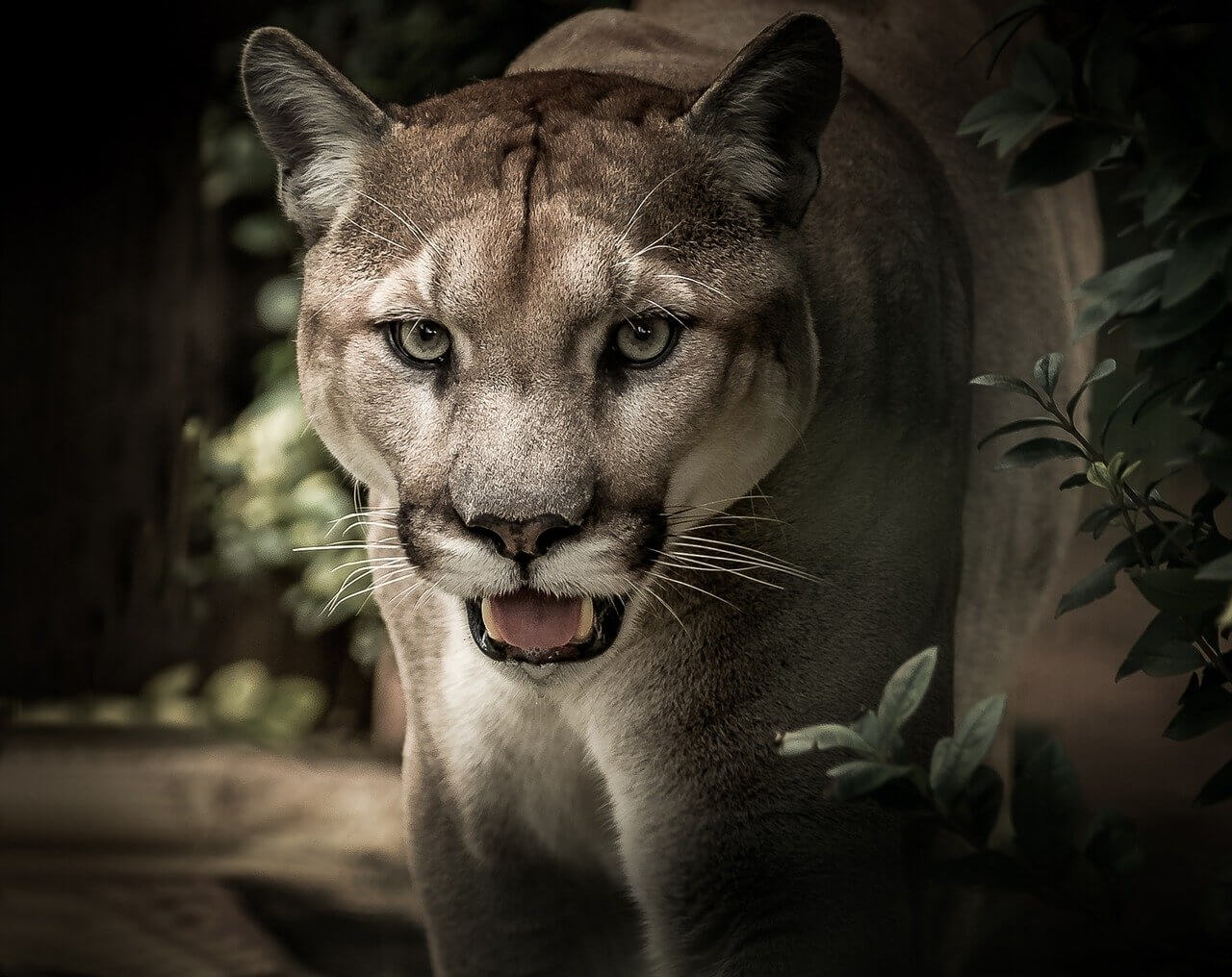 El Puma: Información y características