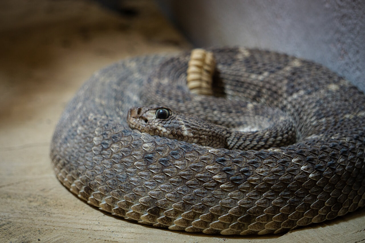 La Serpiente de Cascabel: Información y características
