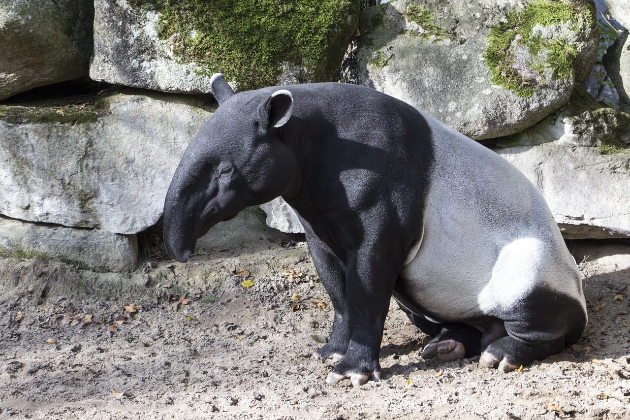 El Tapir: Información y características