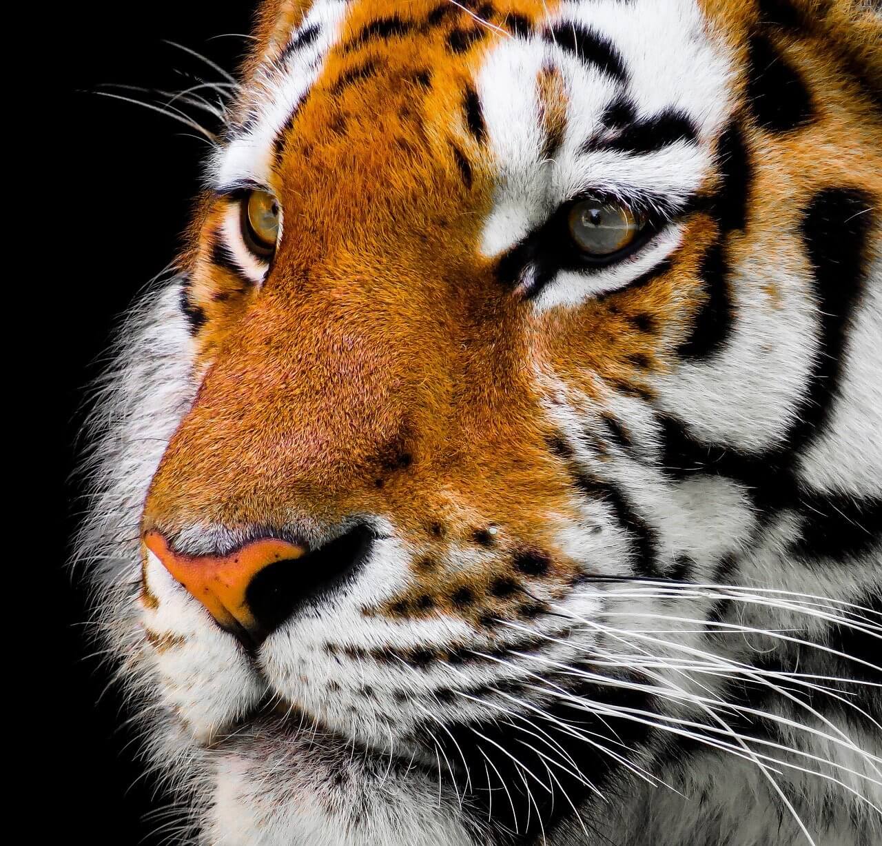 El Tigre: Información y características