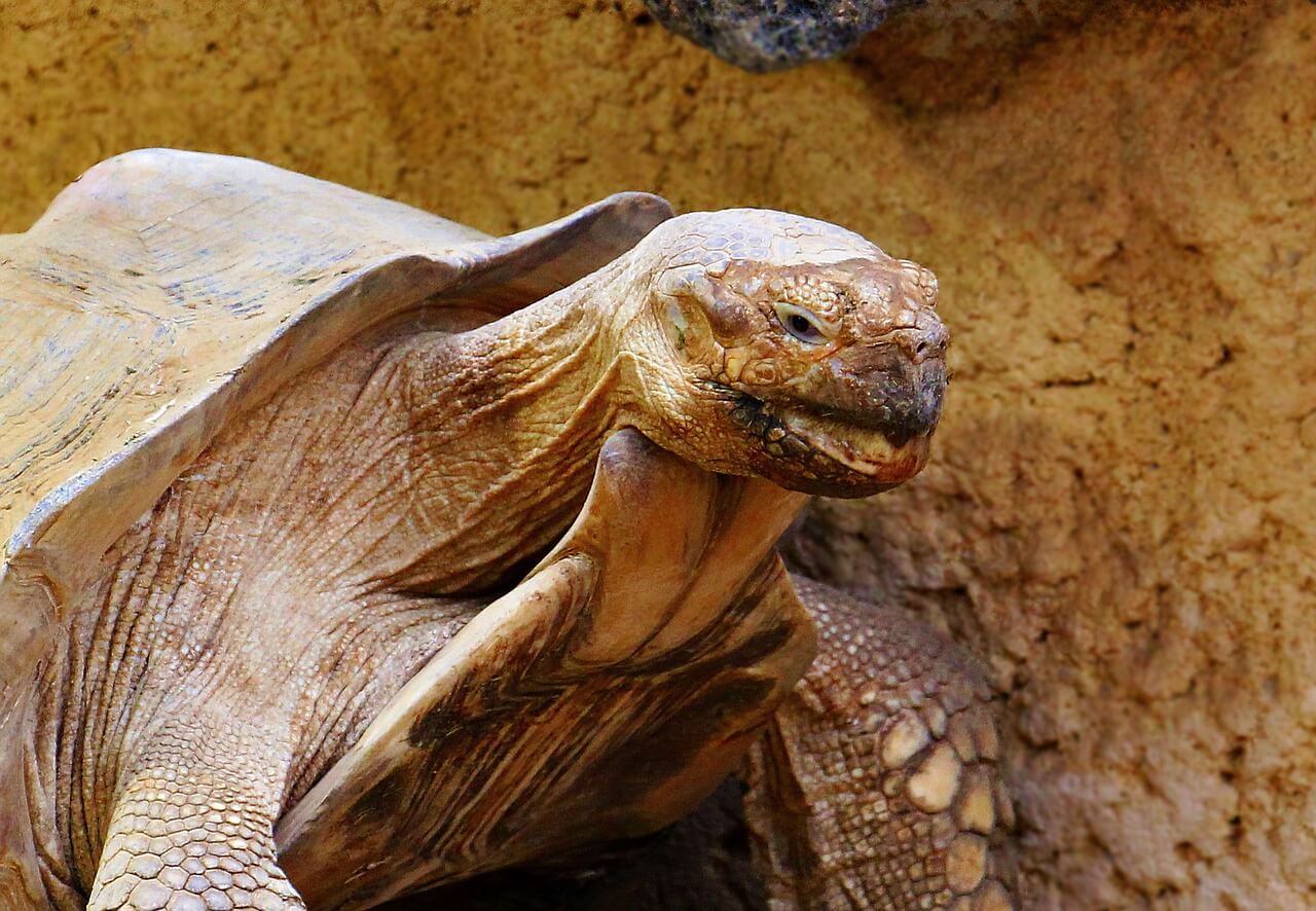 Tortuga Gigante