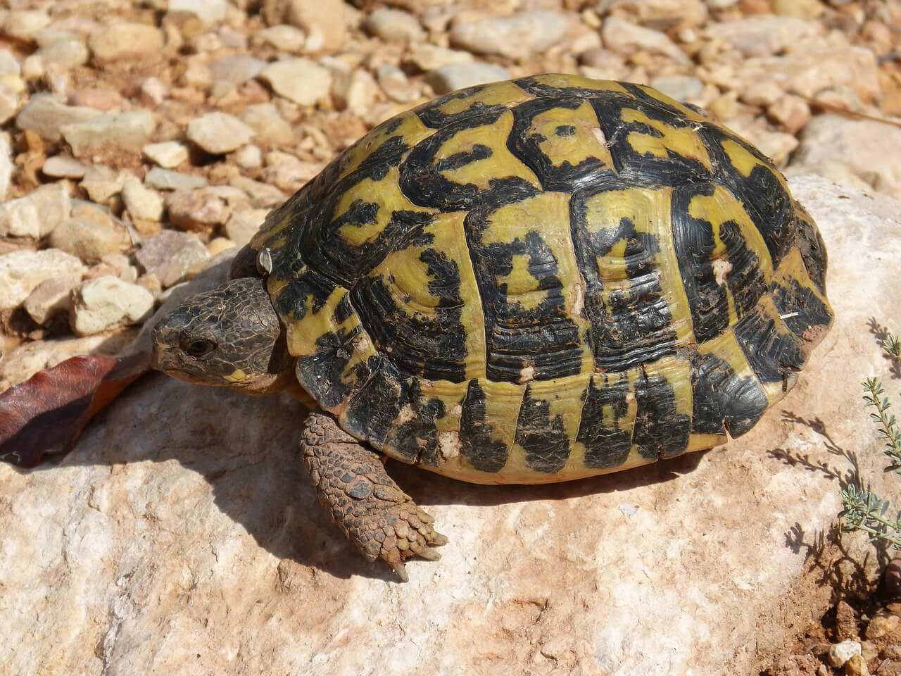 La Tortuga Mediterránea: Información y características