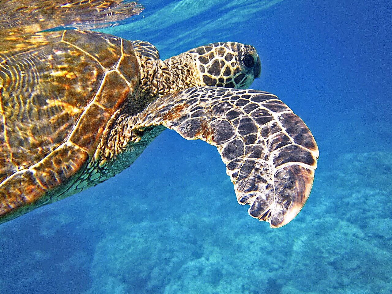 La Tortuga marina: Información y características